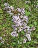 Purple_Haze_20230420_MLD_MLD