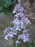 Purple_Haze_BP_1
