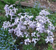 Purple_Haze_BP_2
