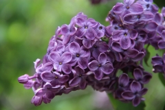 Purple_Heart_2014_Brooklyn_BG_TP_1