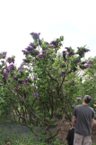 Purple_Heart_2014_Brooklyn_BG_TP_2
