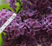 Purple_Heart_2014_Brooklyn_BG_TP_3