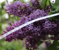 Purple_Heart_2014_Brooklyn_BG_TP_4