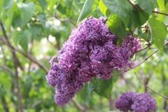 Purple_Heart_2014_Brooklyn_BG_TP_6
