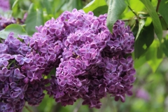 Purple_Heart_2014_Brooklyn_BG_TP_7