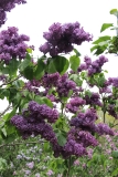 Purple_Heart_2014_Brooklyn_BG_TP_8