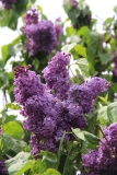 Purple_Heart_2014_Brooklyn_BG_TP_9