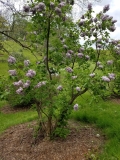 Purple_Heart_20170523_RBG_MLD_1