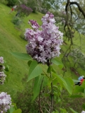 Purple_Heart_20170523_RBG_MLD_3