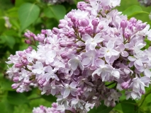 Purple_Heart_20170523_RBG_MLD_4