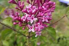 Purple Moment