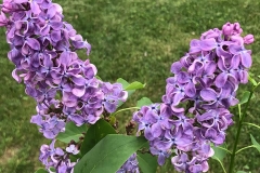 PURPLE MYSTERY