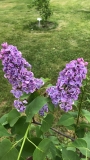 PURPLE_MYSTERY_2021_MP_KA