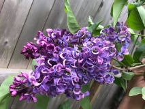 Purple_Mystery_2021_JJM