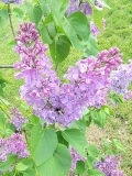 Purple_Mystery_20220528_KA_MLD