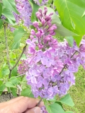 Purple_Mystery_20220528_KA_MLD_2
