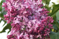 Pyatidesyatiletie Oktyabrya