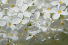 Pyramildis Alba