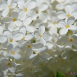 Pyramidalis_Alba_2019_LM_CF