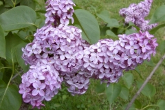 Quadricolor