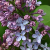 Quadricolor_2019_LM_CF