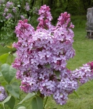 Quadricolor_BP__MW