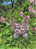 Quadricolor_CH