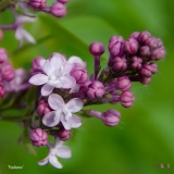 Radiance_2019_LM_CF
