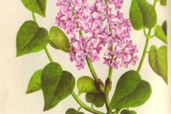 Radostnaya