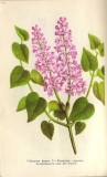 Radostnaya_Kravchenko_book