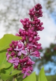 Ralph_W._Stone_201705_RBG_NS_2