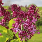 Ralph_W._Stone_201705_RBG_NS_3