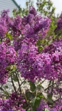 Ramona_20220524_MN_KA_2
