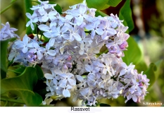 Rassvet_2024_Russia_SB