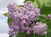 Rauno_Estonia_IS_2