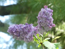 Reamur_20200526_HA_MLD