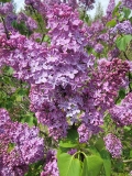 Reamur_20220528_KA_MLD_2