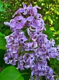 Reamur_20230526_Hueg_MLD