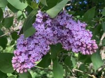 Reamur_20240525_Vermont_JJM