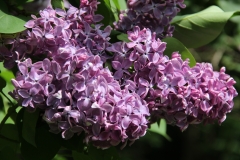 Reaumur_Main_BG_TP_1