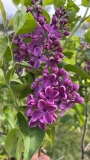 Red_Giant_20220524_MN_KA