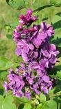 Red_Giant_20220528_KA_MLD