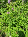 Red_Rothomagensis_20210430_MLD_MLD_2