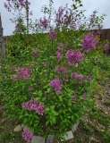 Red_Rothomagensis_20230417_MLD_MLD