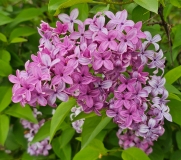 Red_Rothomagensis_20240424_MLD_MLD