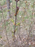 Red_Rothomagensis_S._chinensis_GDD71_20220318_MLD_MLD
