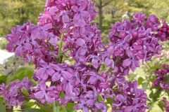 Redbud