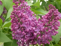 Redbud_201906_MBG_MLD