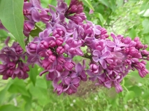 Redbud_201906_RBG_MLD