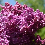 Redbud_2019_LM_CF